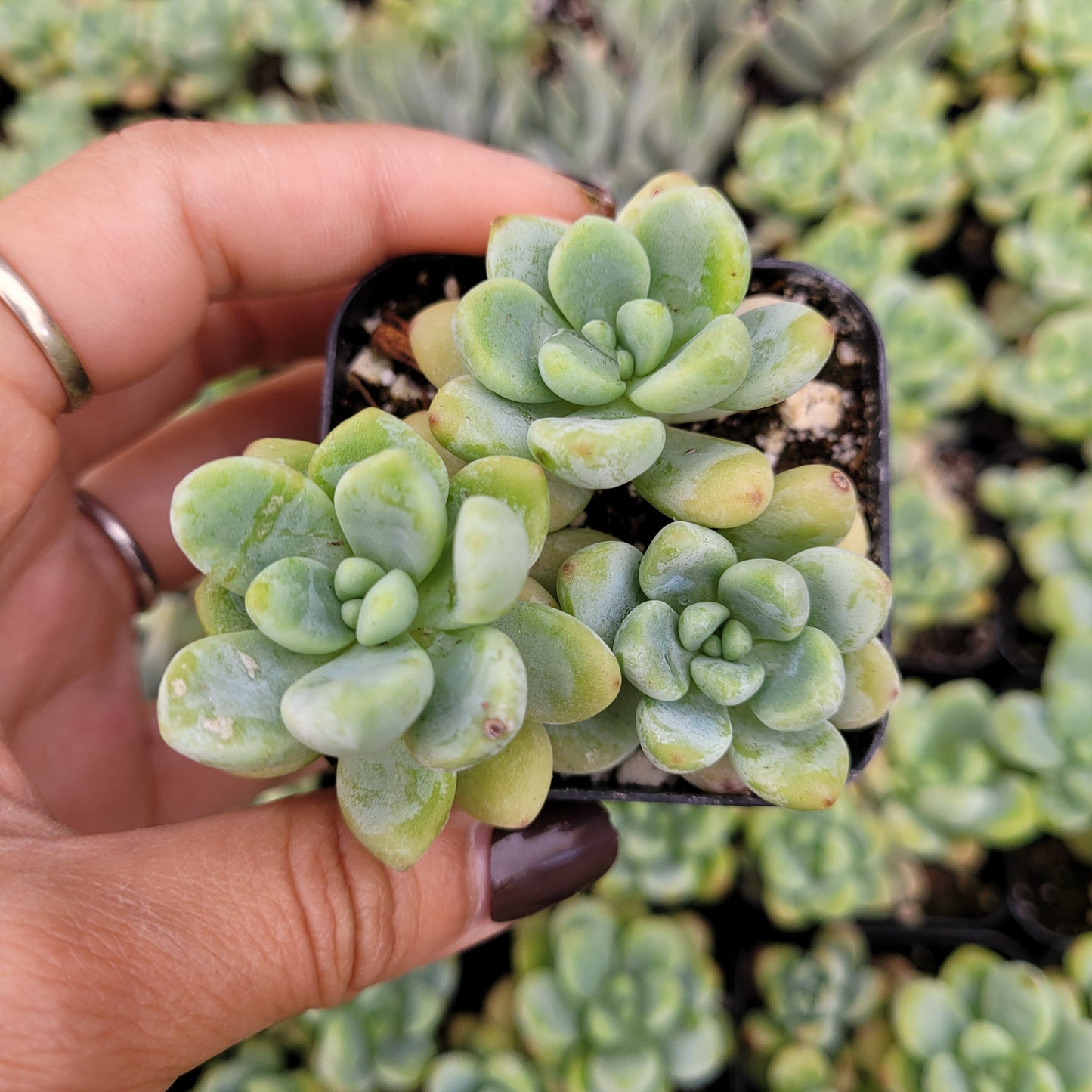 Sedum clavatum