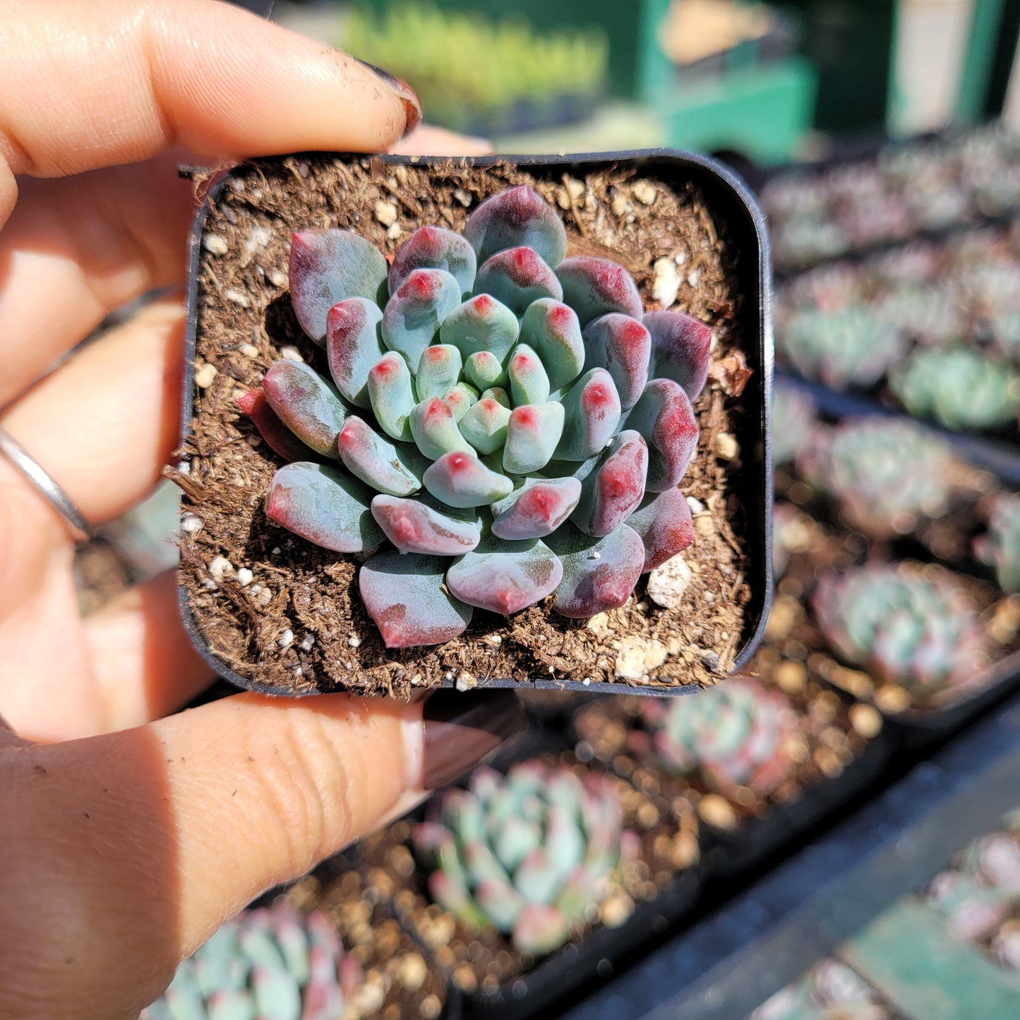 Sedeveria 'Blue Elf'