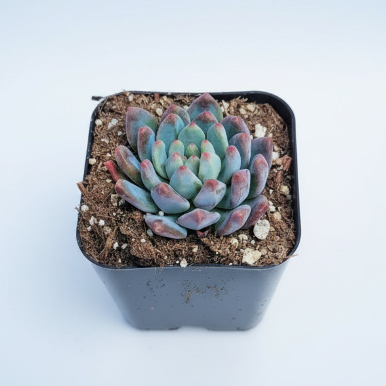 Sedeveria 'Blue Elf'