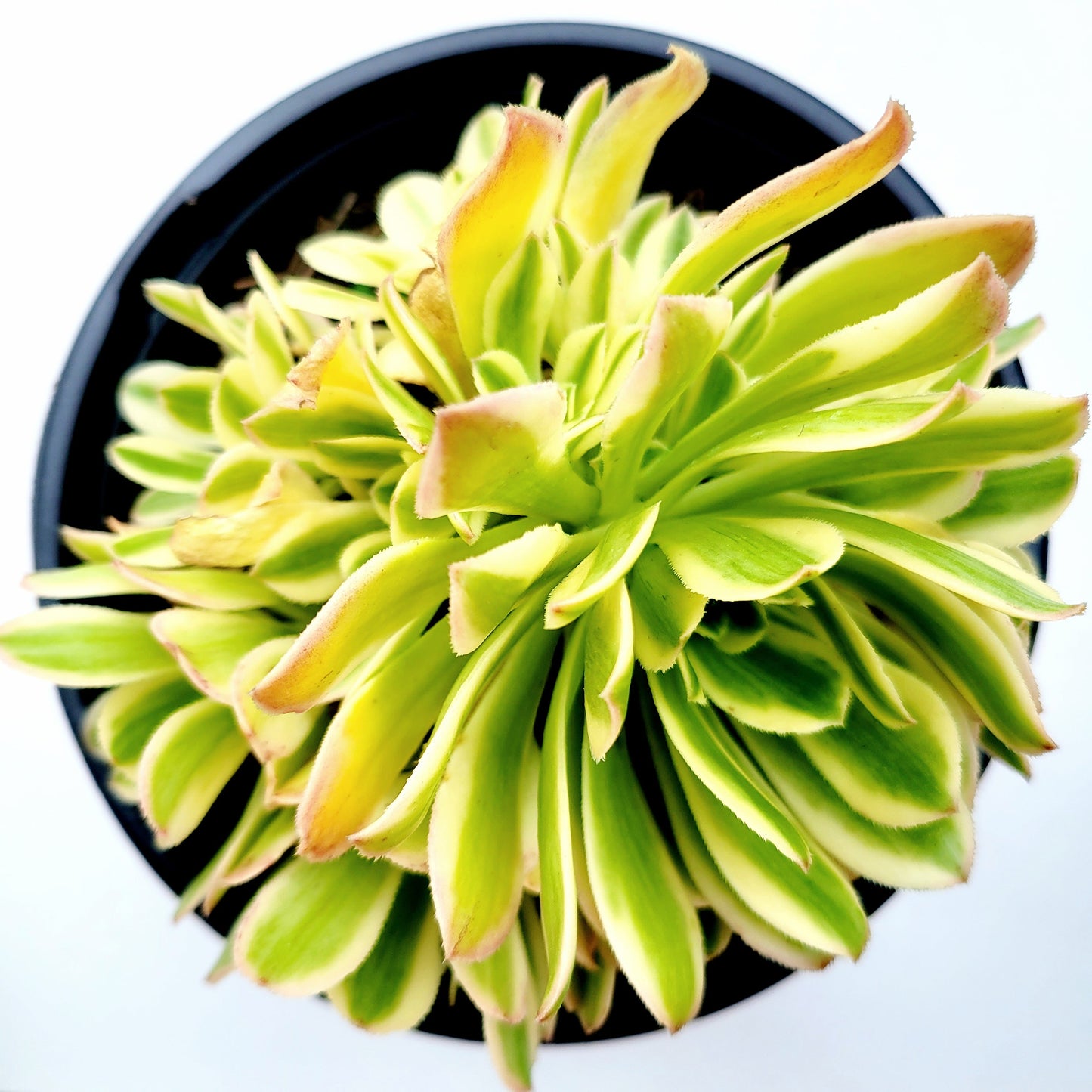 Aeonium arboreum 'Luteovariegatum' Variegated