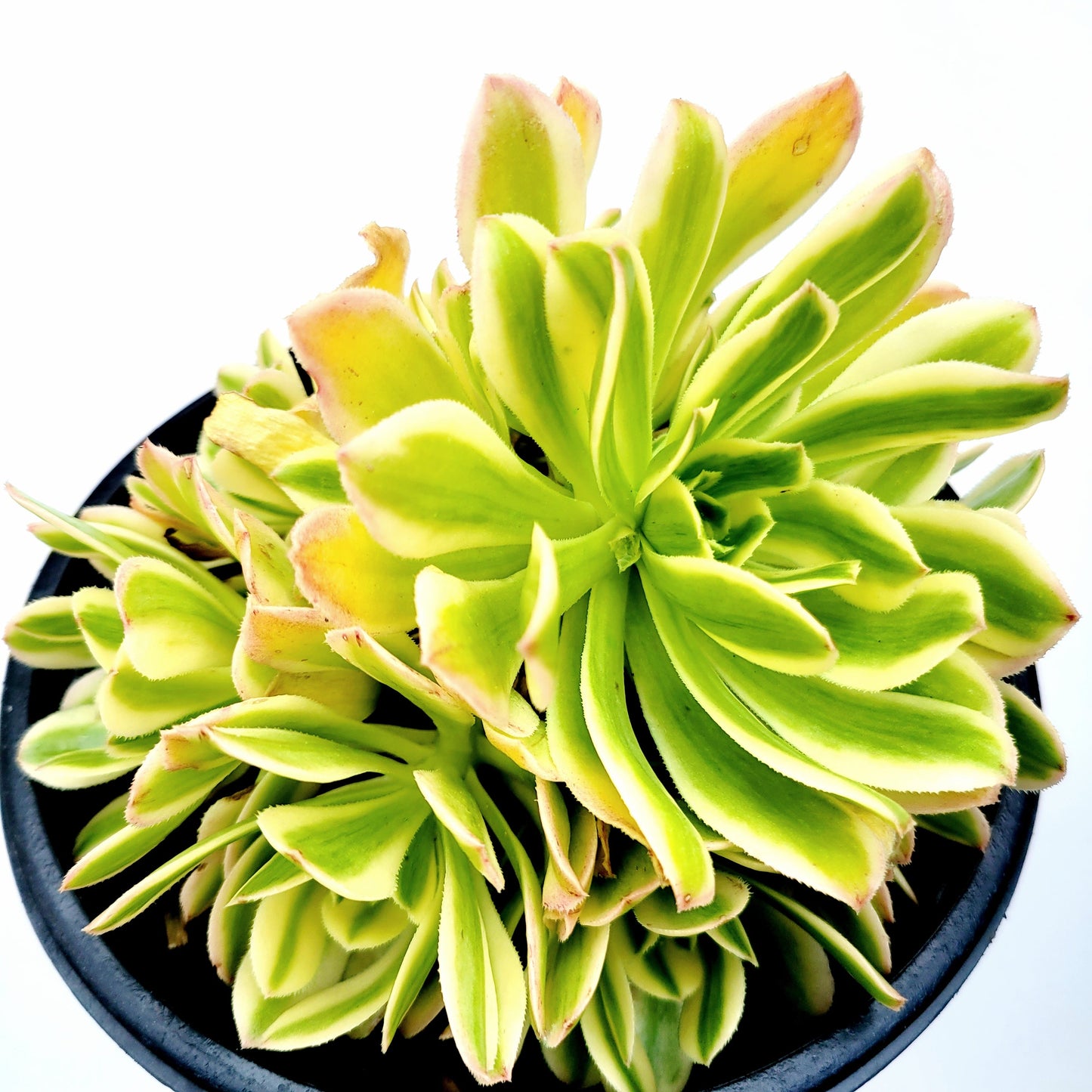 Aeonium arboreum 'Luteovariegatum' Variegated
