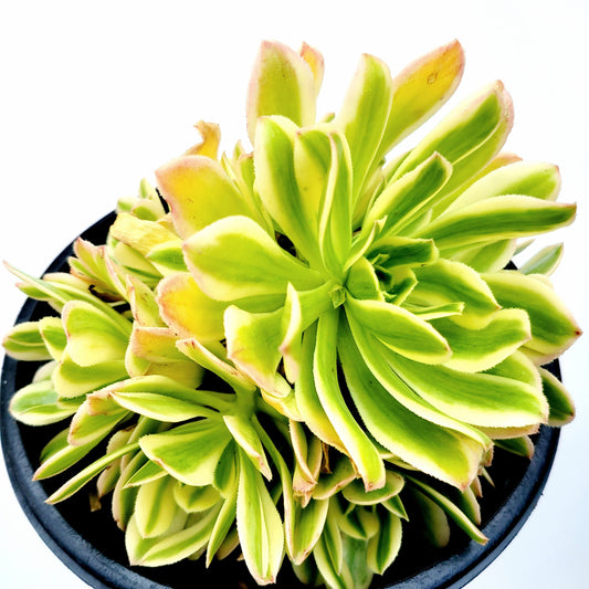 Aeonium arboreum 'Luteovariegatum' Variegated