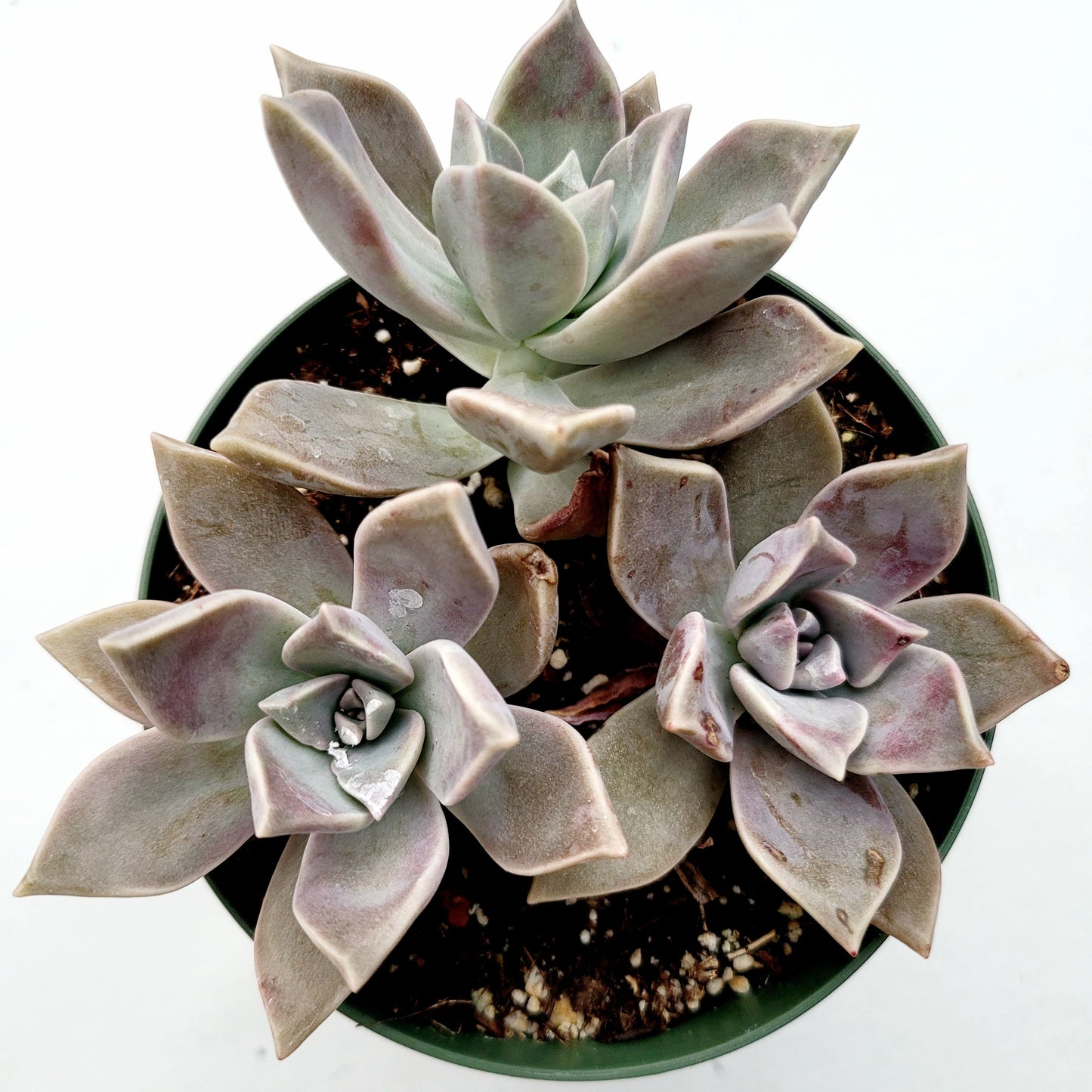 Graptopetalum paraguayense - Blue Haze