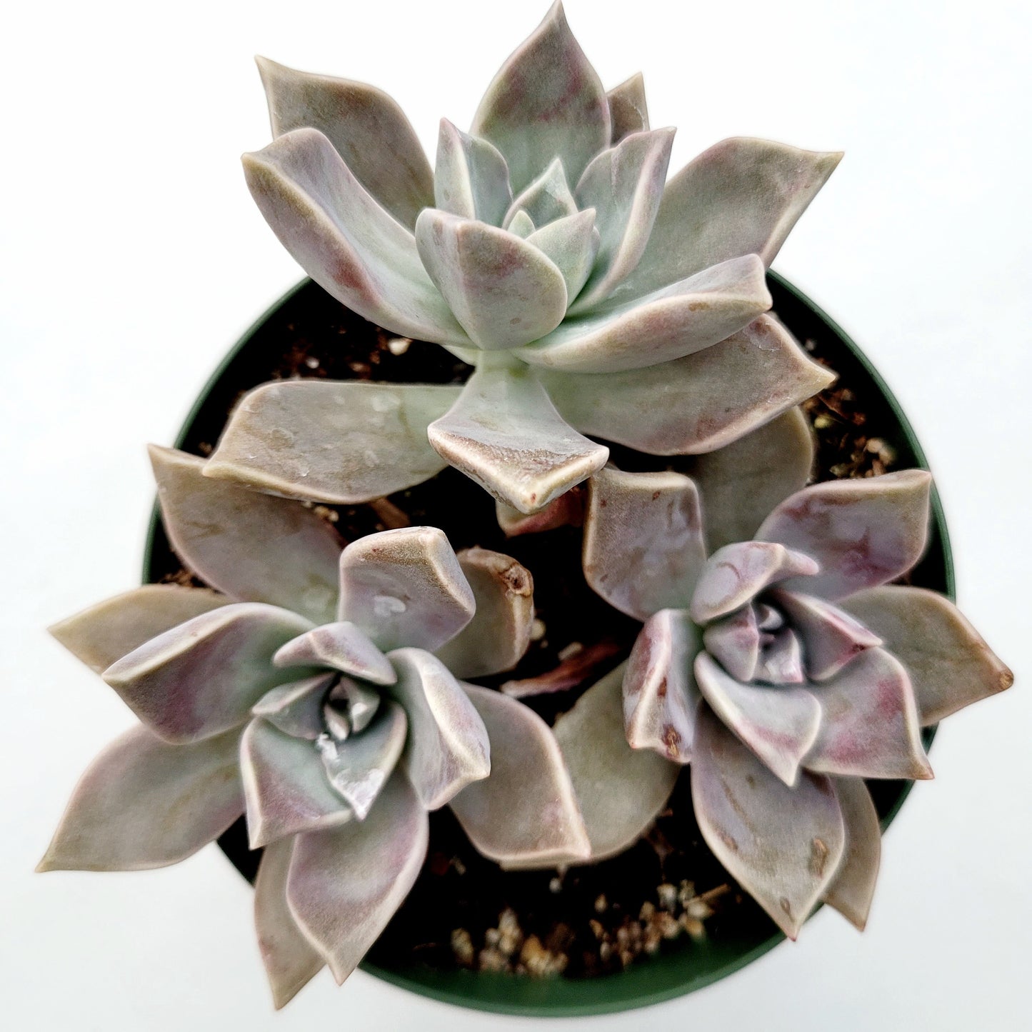 Graptopetalum paraguayense - Blue Haze