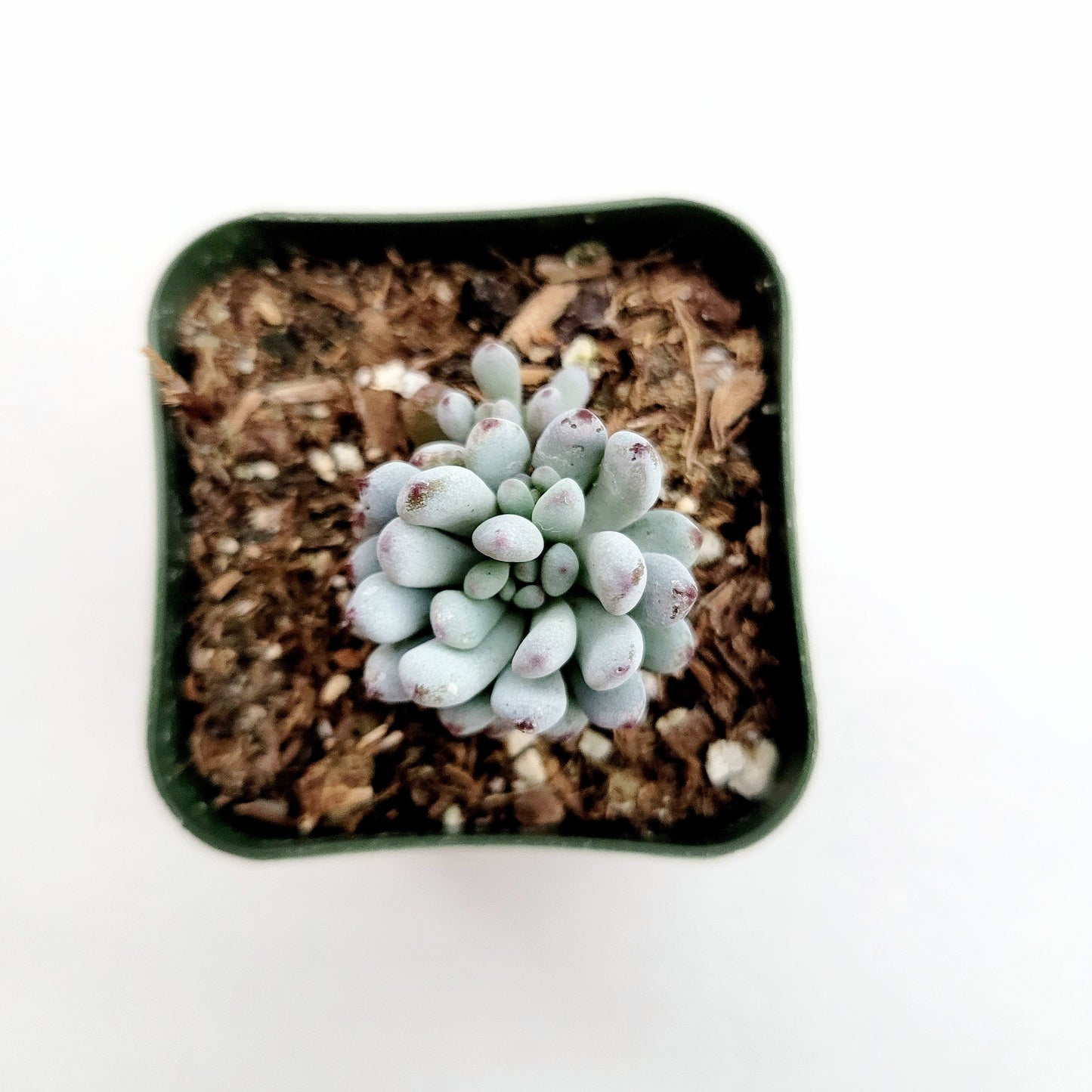 Graptopetalum pachyphyllum 'Bluebean'
