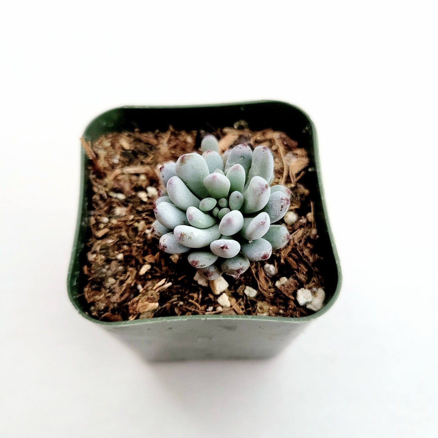 Graptopetalum pachyphyllum 'Bluebean'