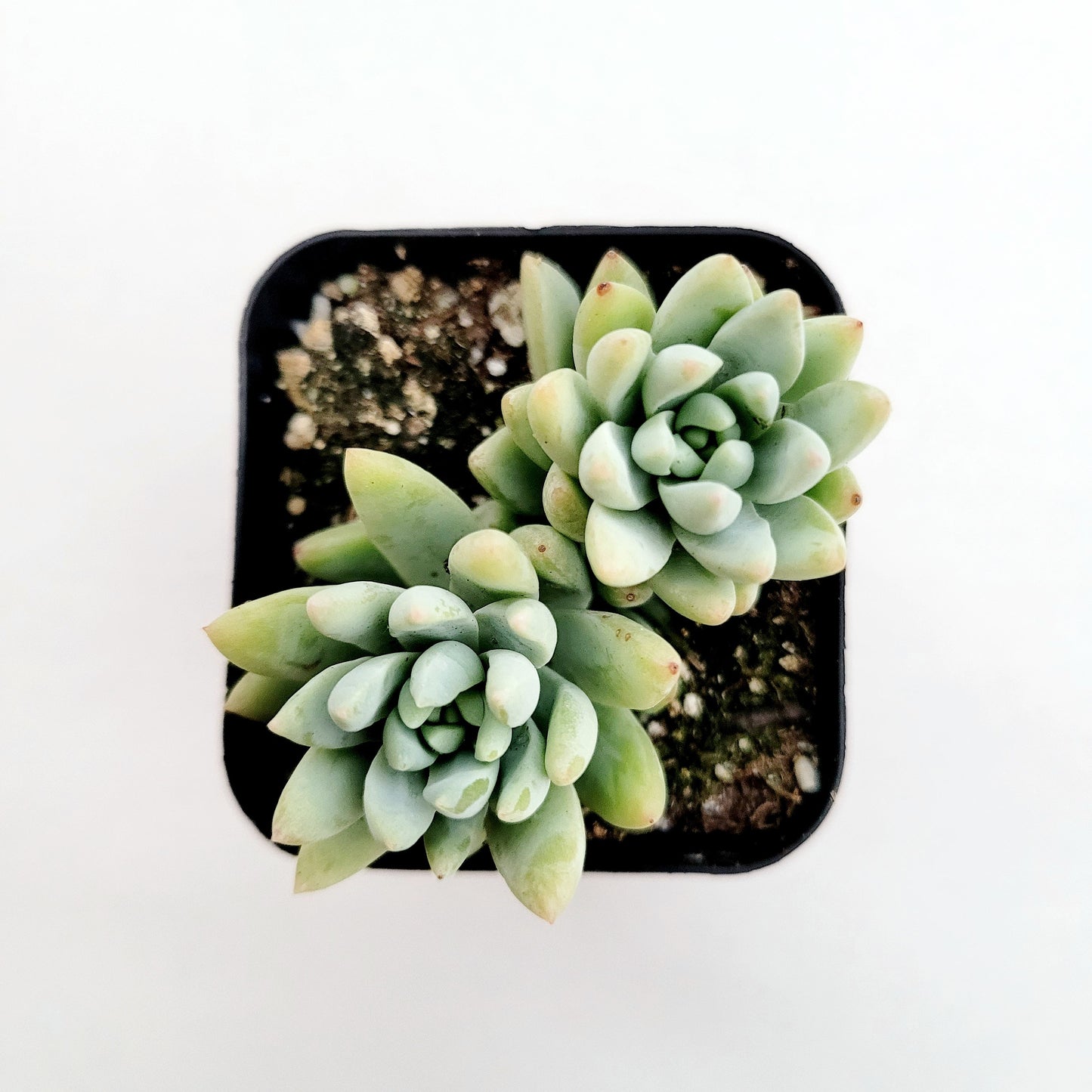 Sedeveria 'Silver Frost'