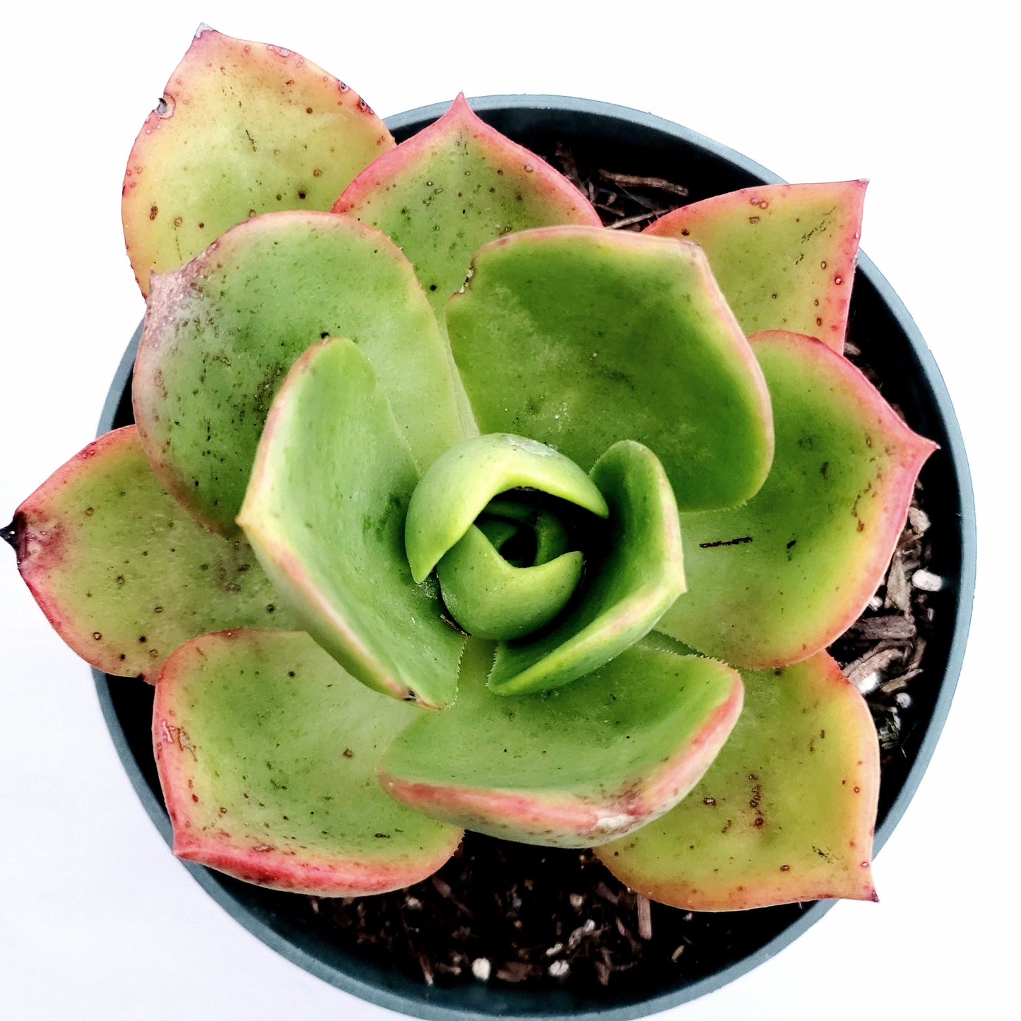 Aeonium nobile