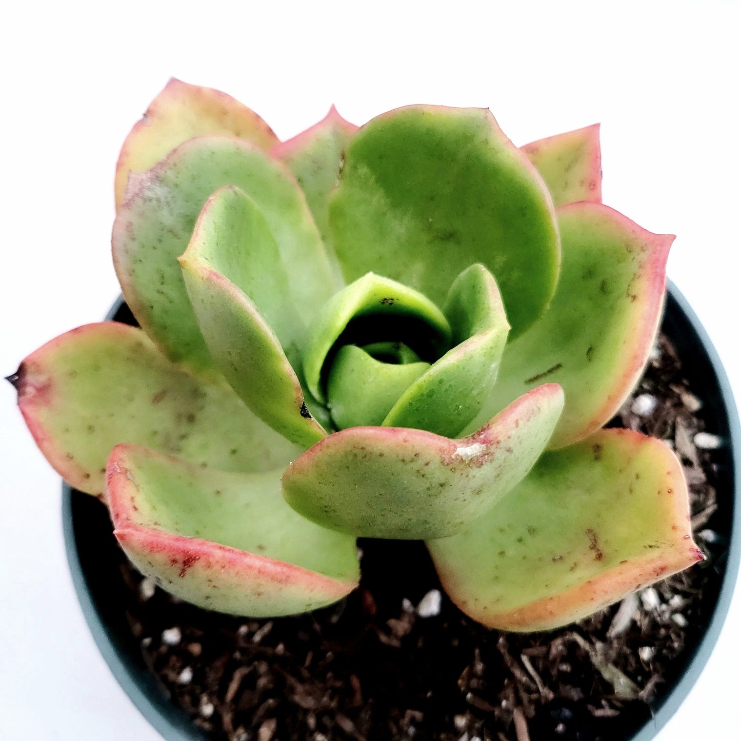 Aeonium nobile