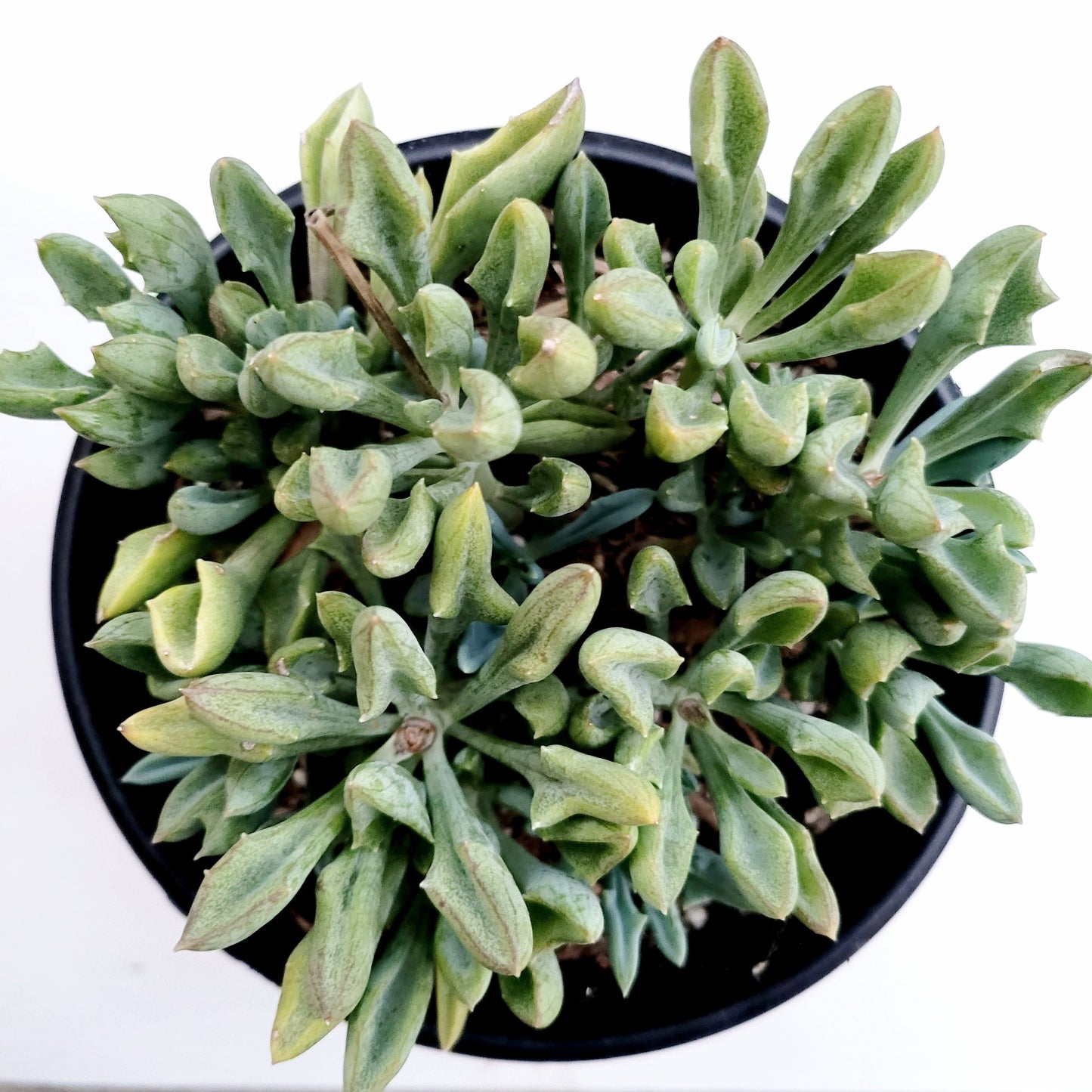 Senecio kleiniiformis - Spear Head