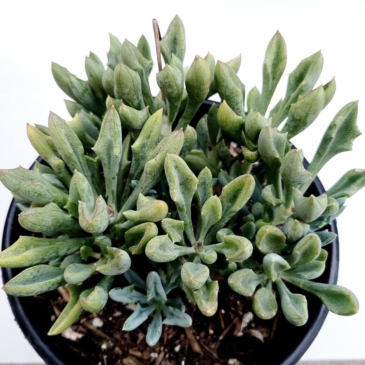 Senecio kleiniiformis - Spear Head