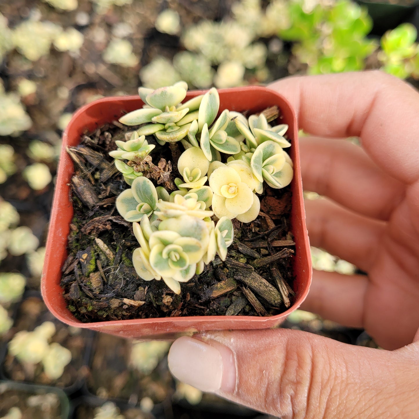 SunSparkler® Sedum 'Lime Twister'
