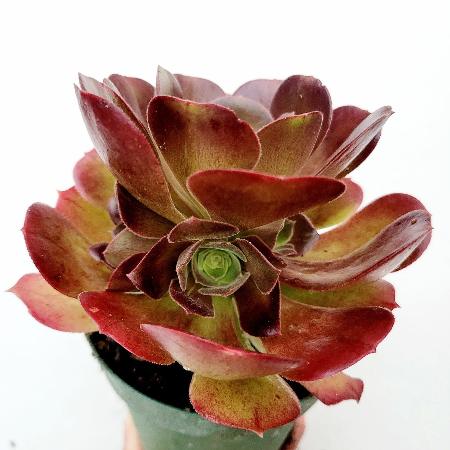 Aeonium 'Blushing Beauty'