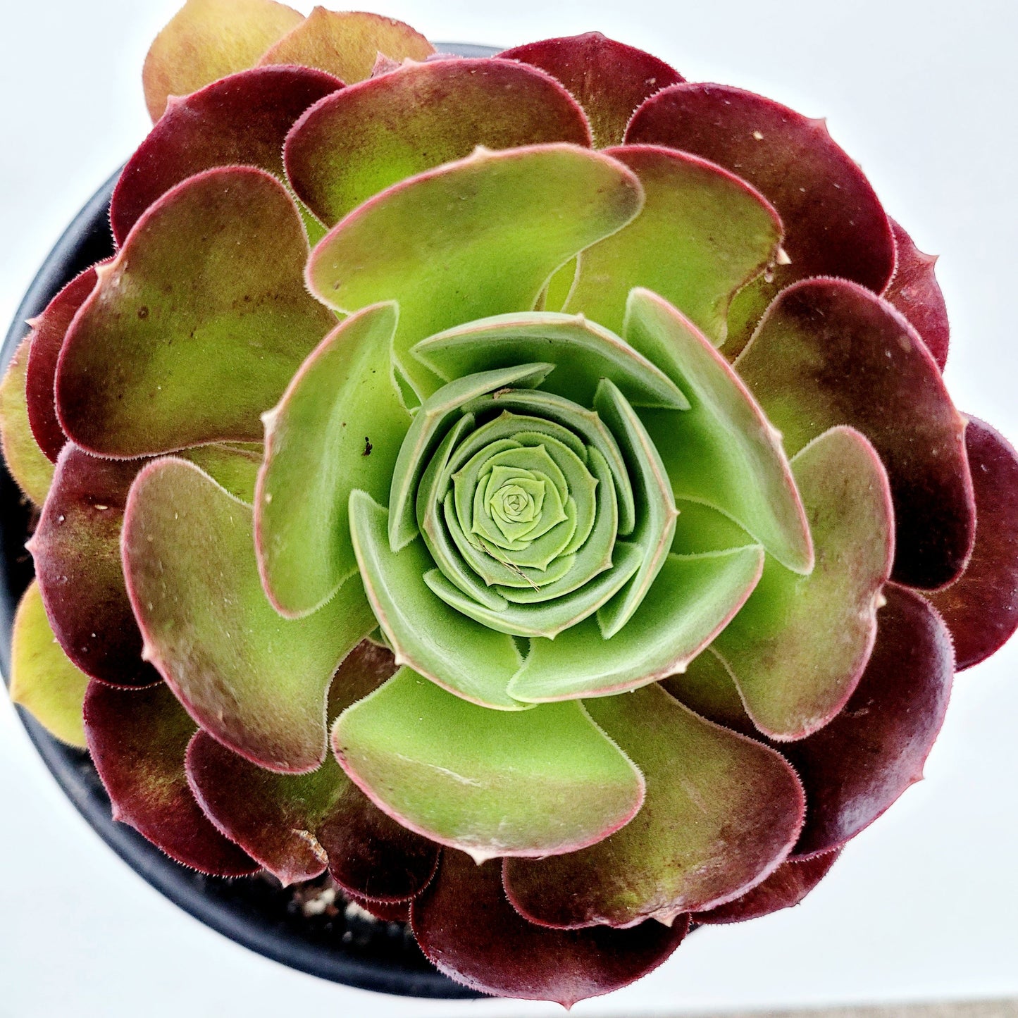 Aeonium 'Blushing Beauty'