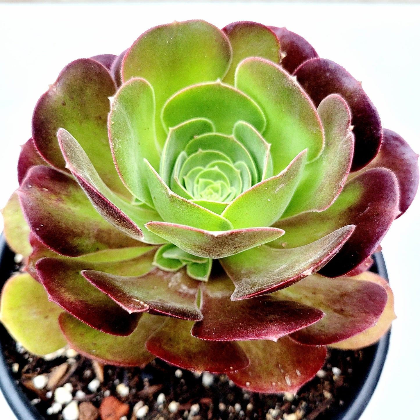 Aeonium 'Blushing Beauty'