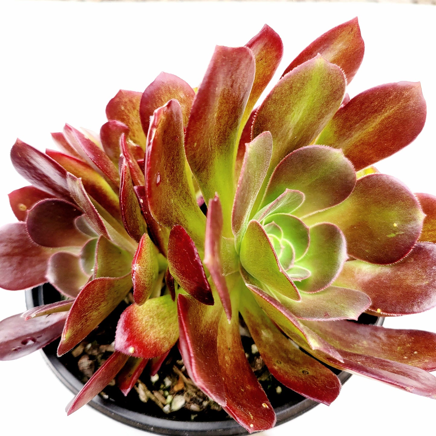 Aeonium 'Blushing Beauty'