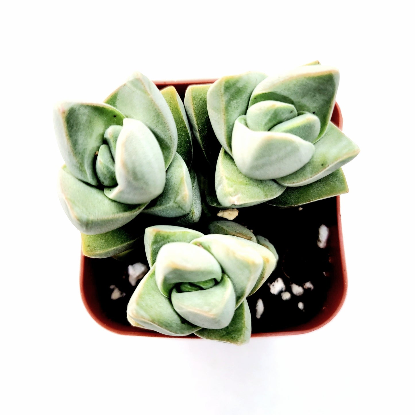 Crassula 'Moonglow'