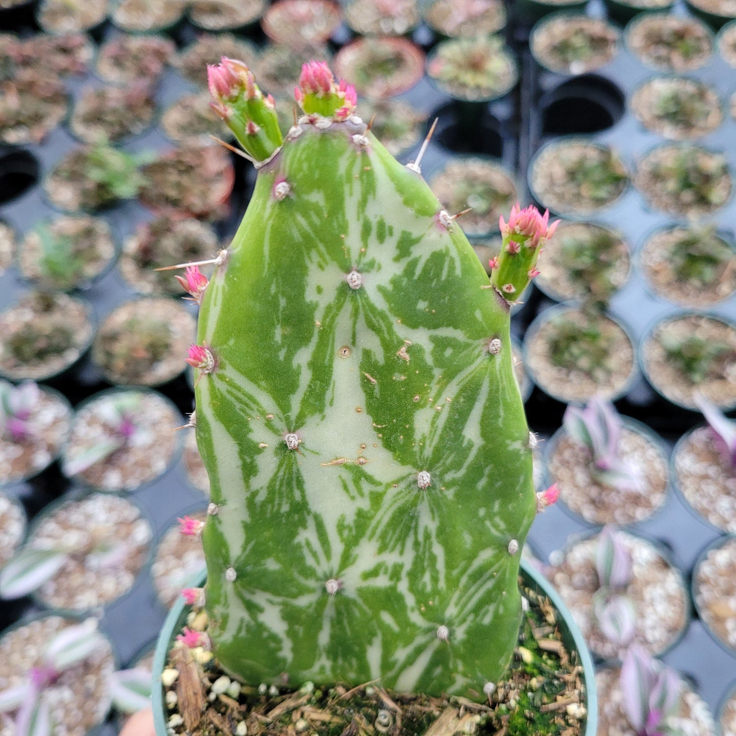 Opuntia monacantha variegata - Variegated Joseph's Coat