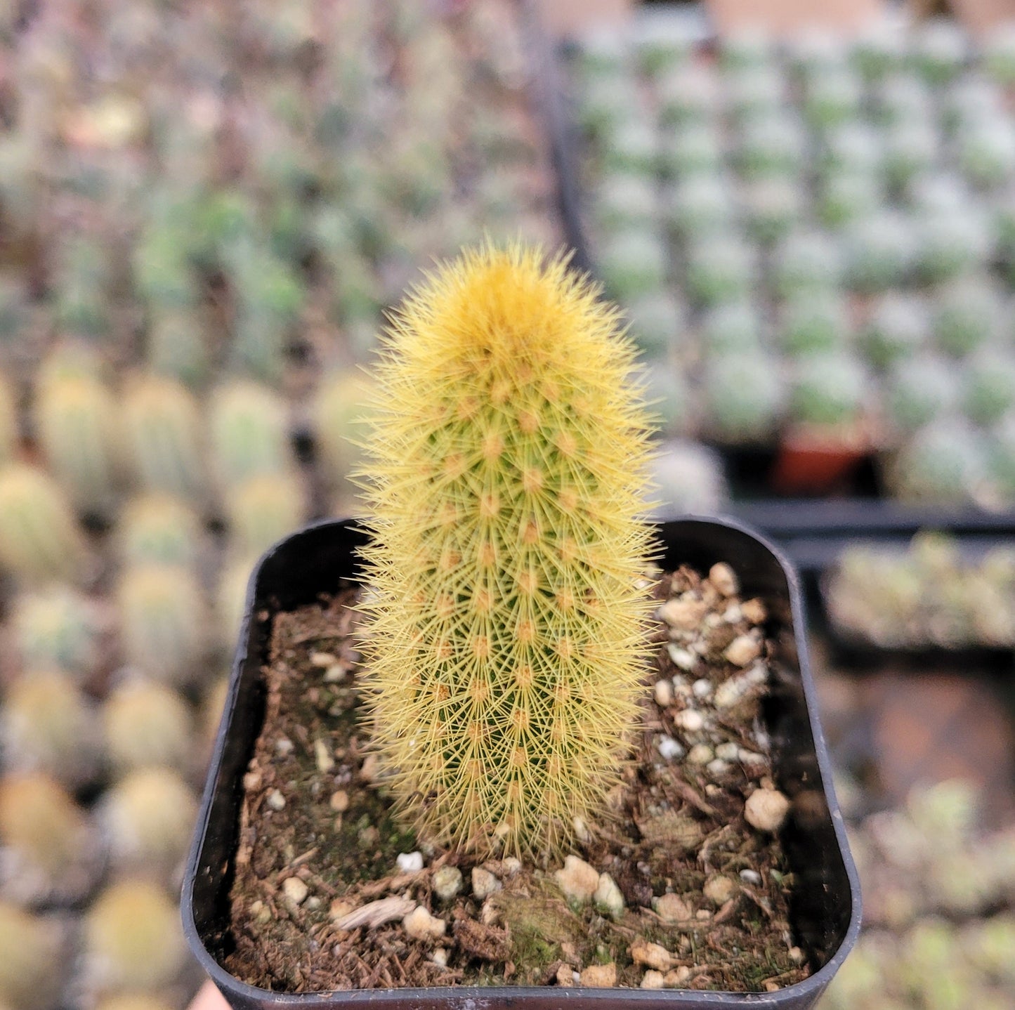 Cleistocactus winteri Golden Rat Tail