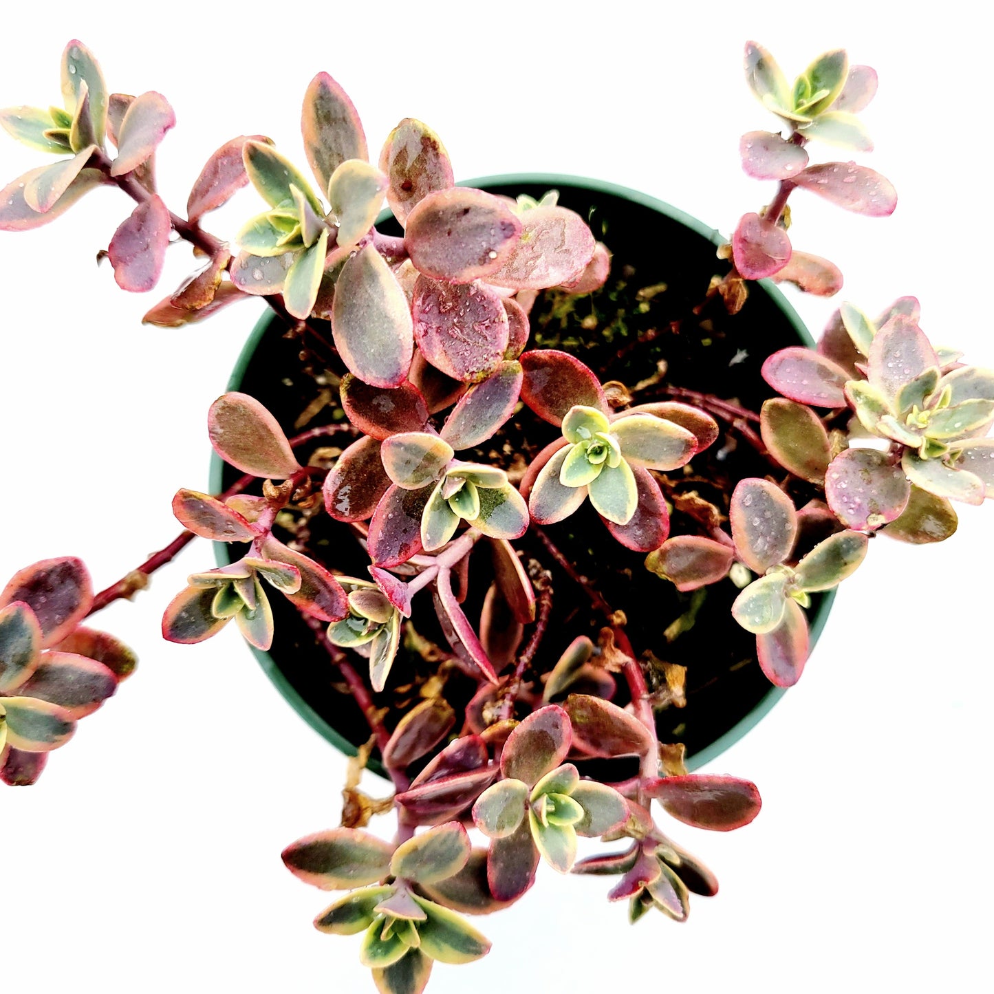 SunSparkler® Sedum 'Wildfire'