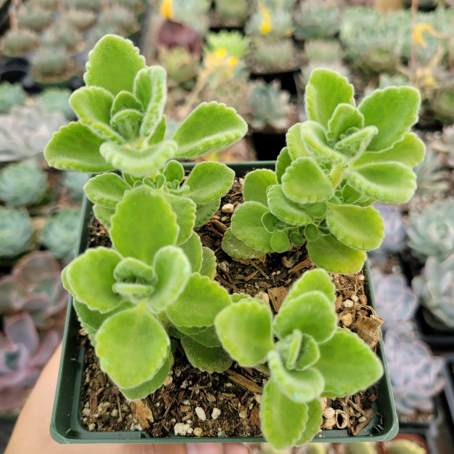 Plectranthus tomentosa - Vicks Plant