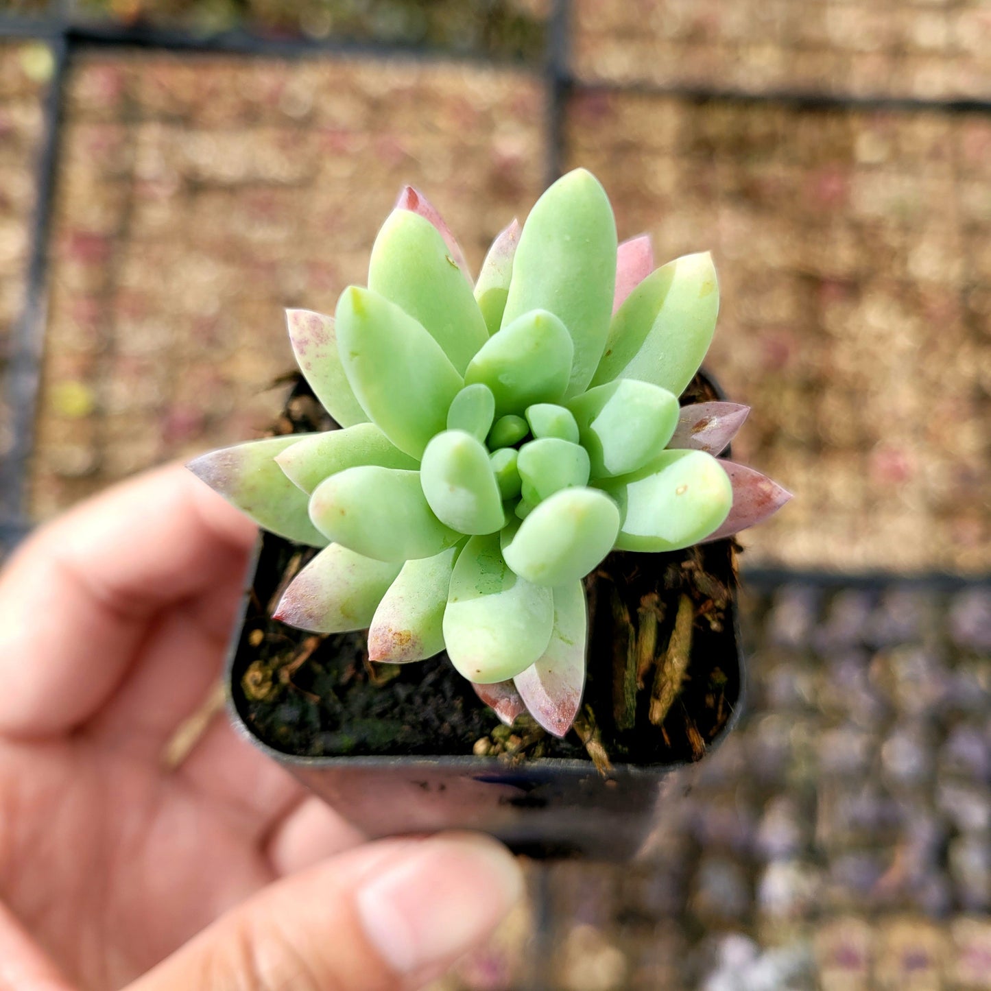 Sedeveria 'Silver Frost'