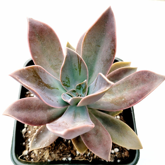 Graptoveria 'Fred Ives'