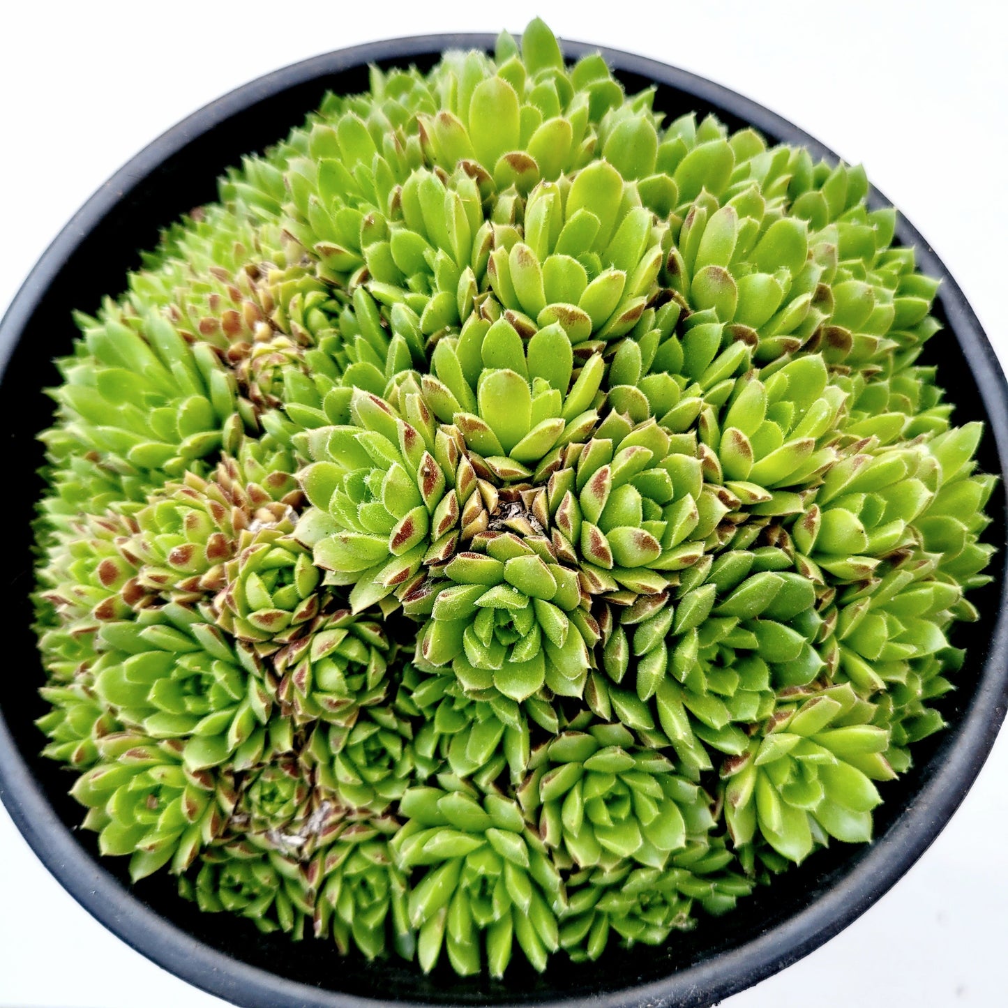 Sempervivum 'Cornelia'