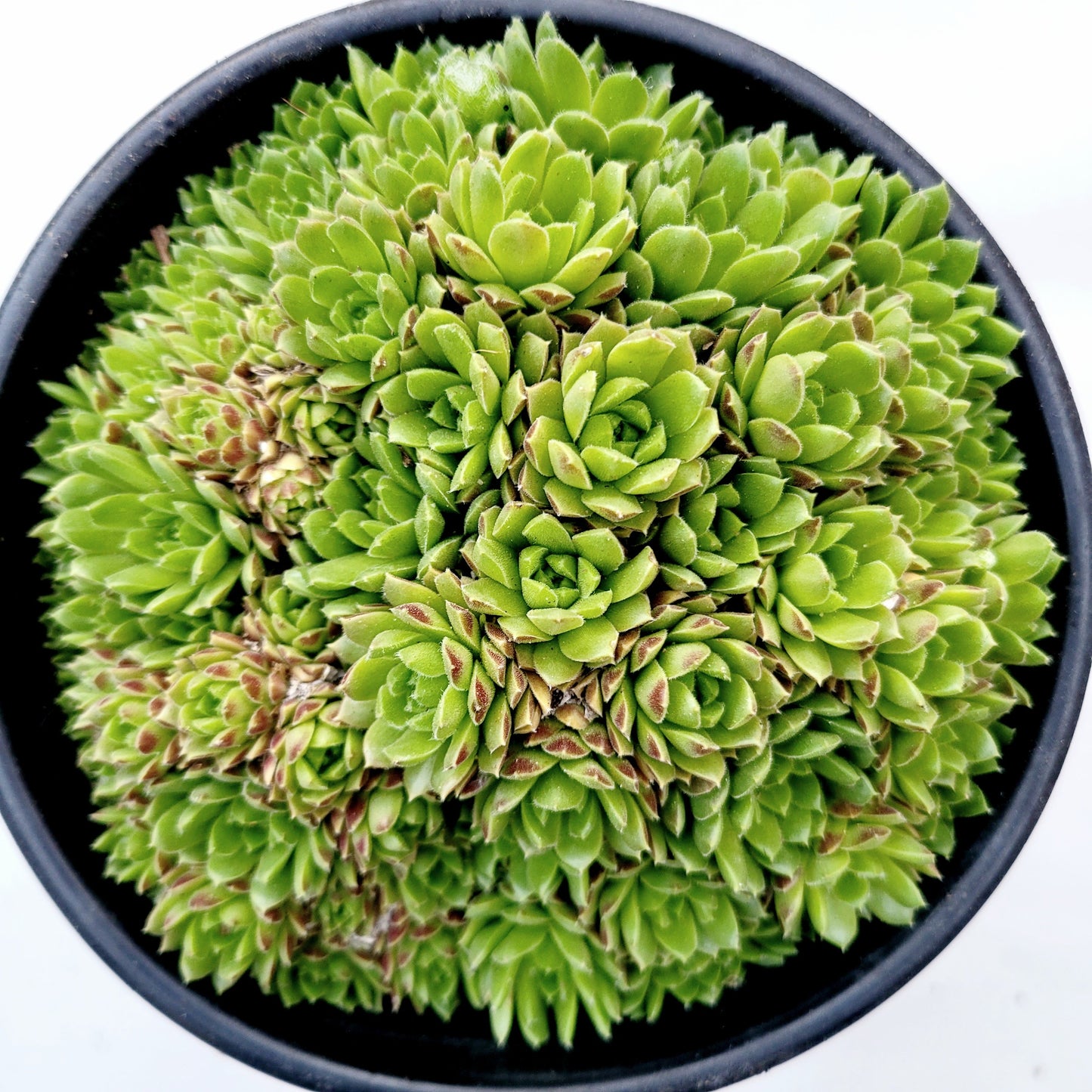 Sempervivum 'Cornelia'