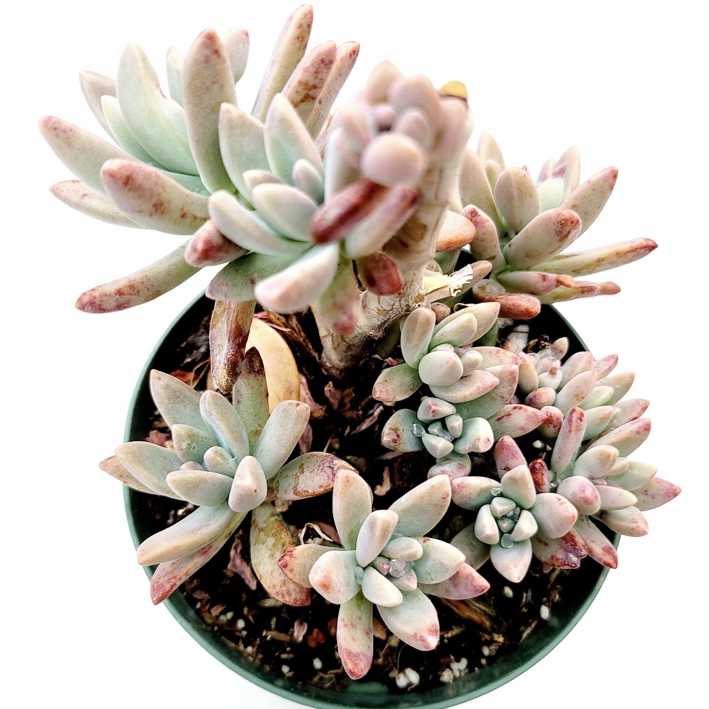 Graptosedum 'Francesco Baldi'