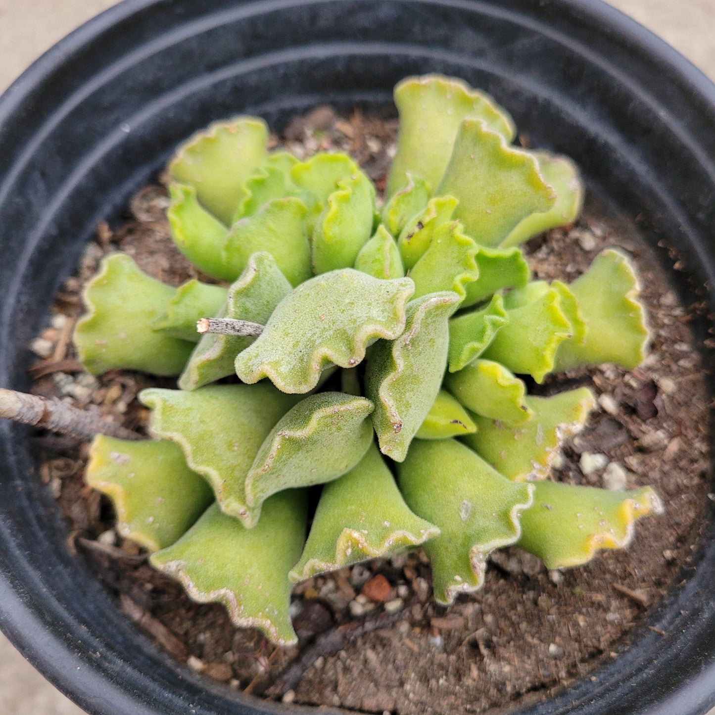 Adromischus cristatus - Crinkle Leaf Plant