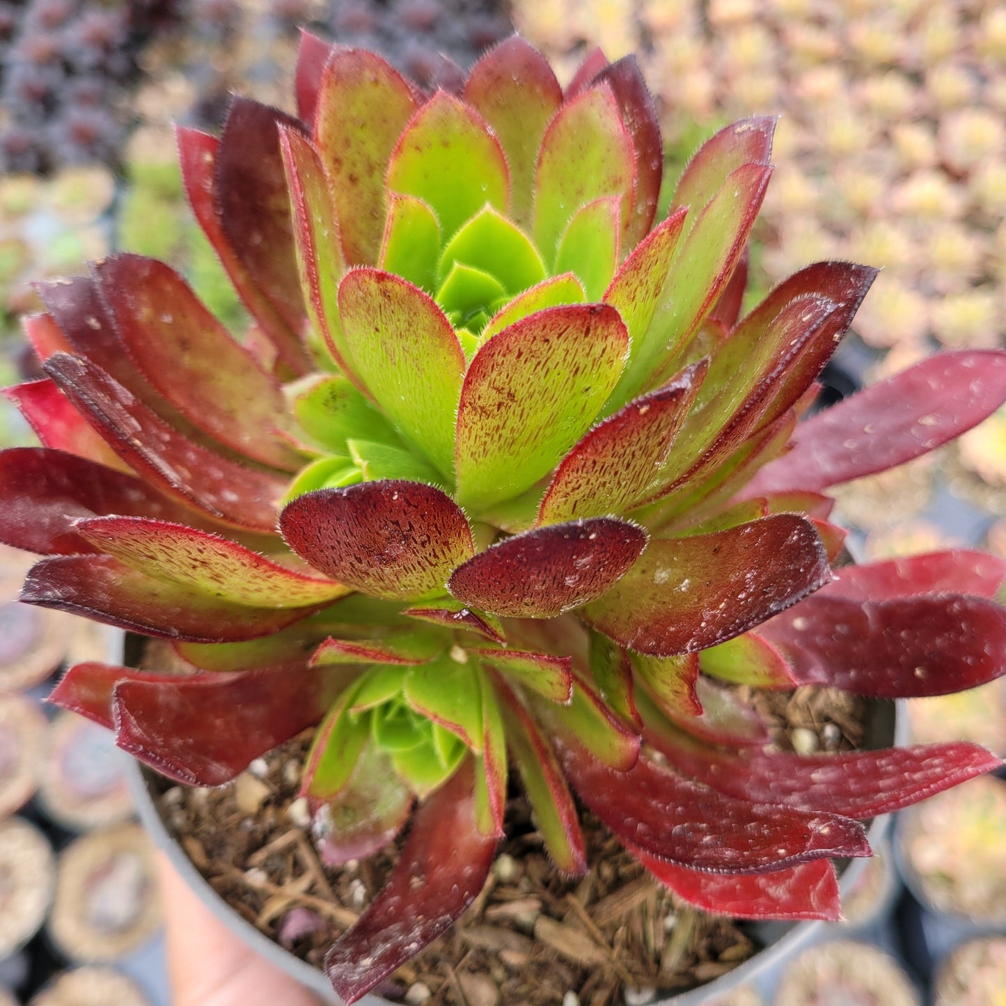 Aeonium 'Phoenix Flame'