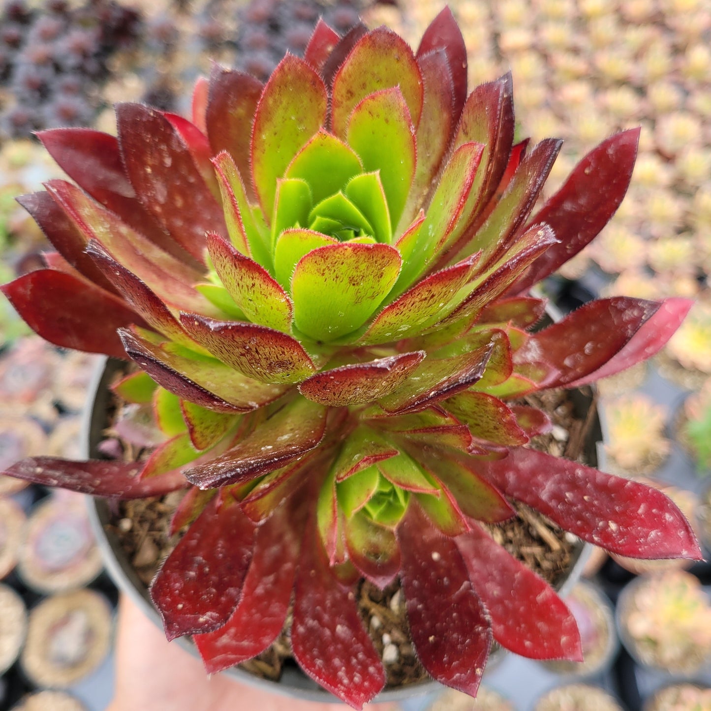 Aeonium 'Phoenix Flame'