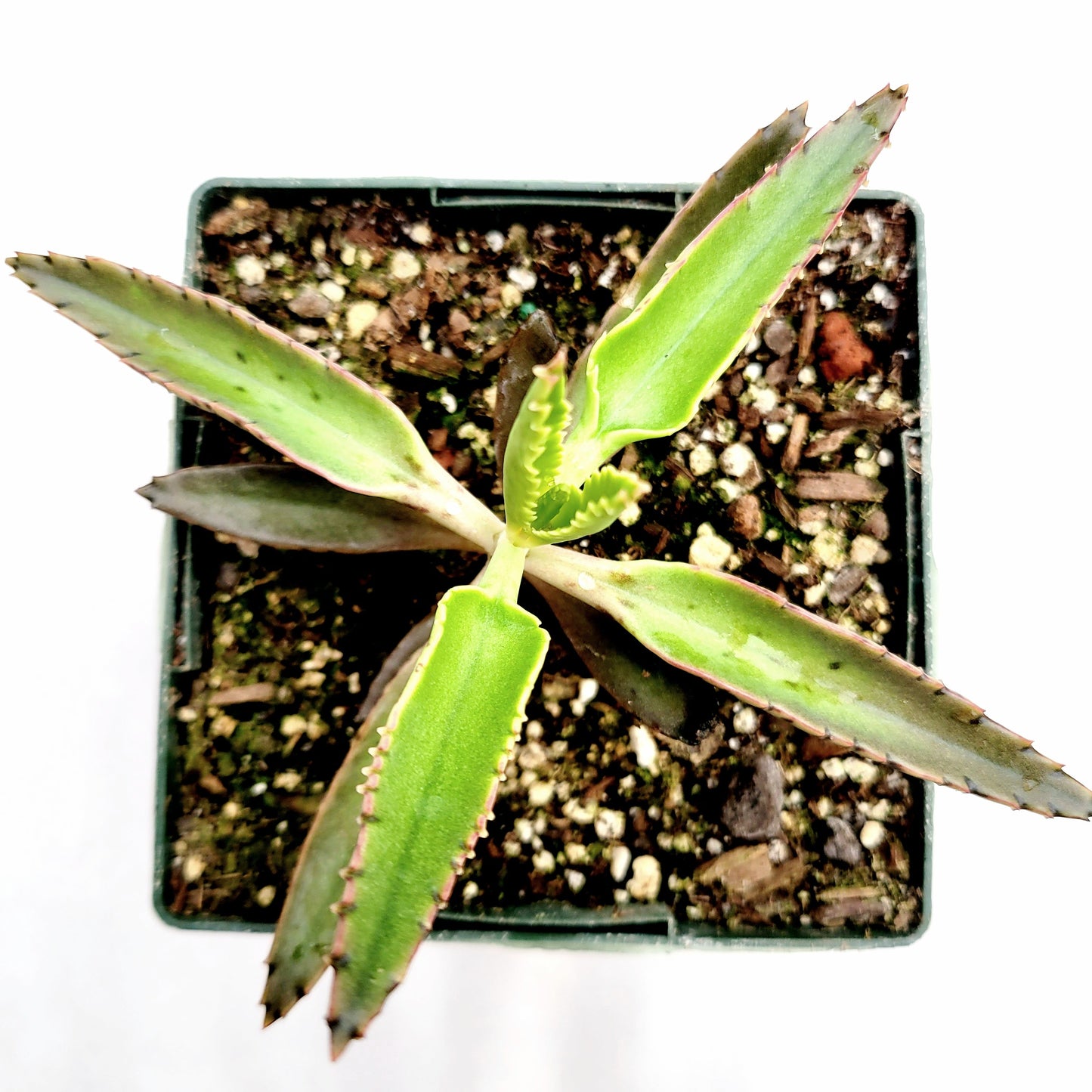 Kalanchoe tubiflora 'Mother of Millions'