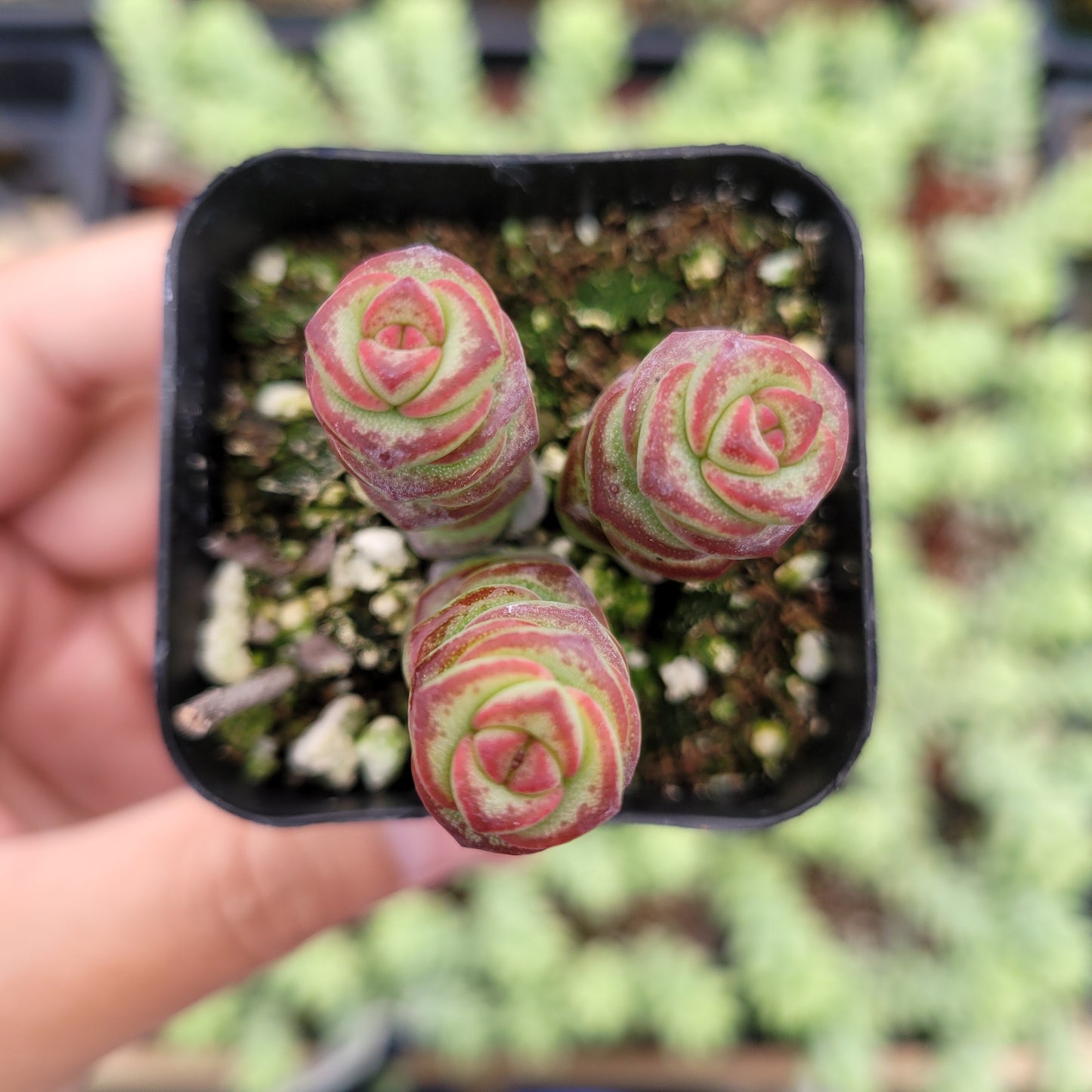 Crassula 'Baby's Necklace'