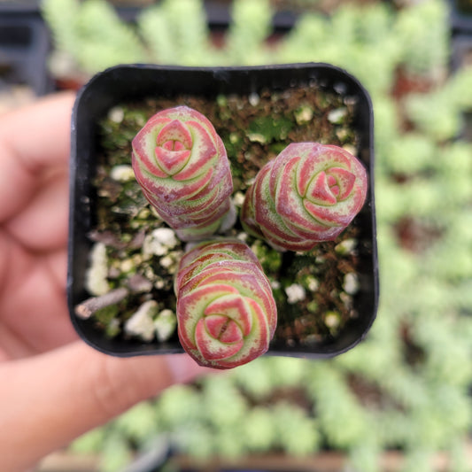 Crassula 'Baby's Necklace'