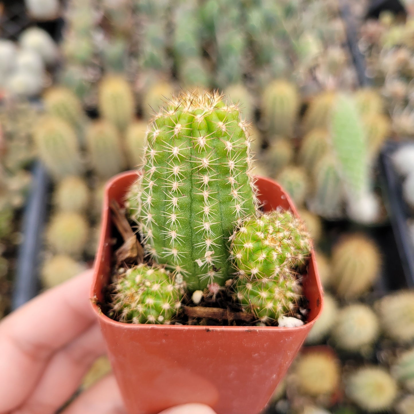 Chamaelobivia 'Rose Quartz' Peanut Cactus