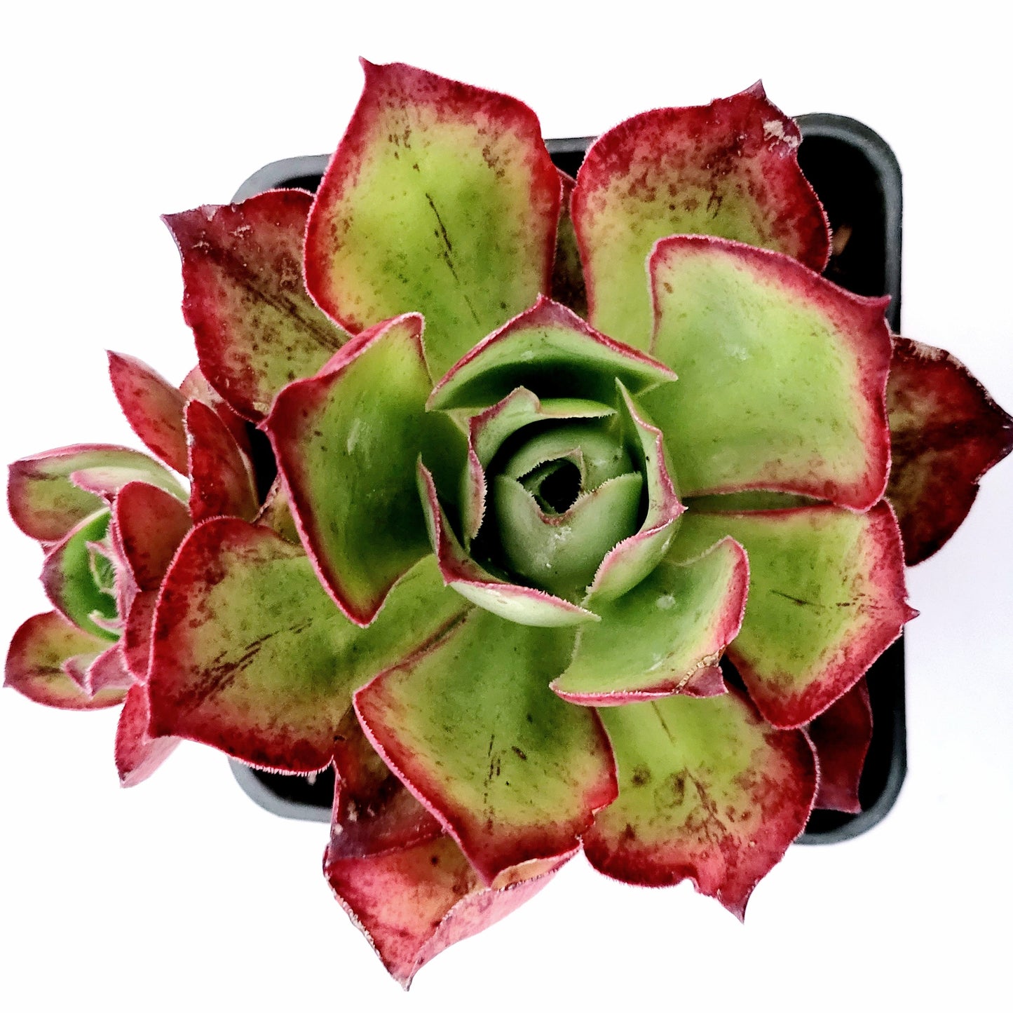 Aeonium Akafuji 'Red Fuji'
