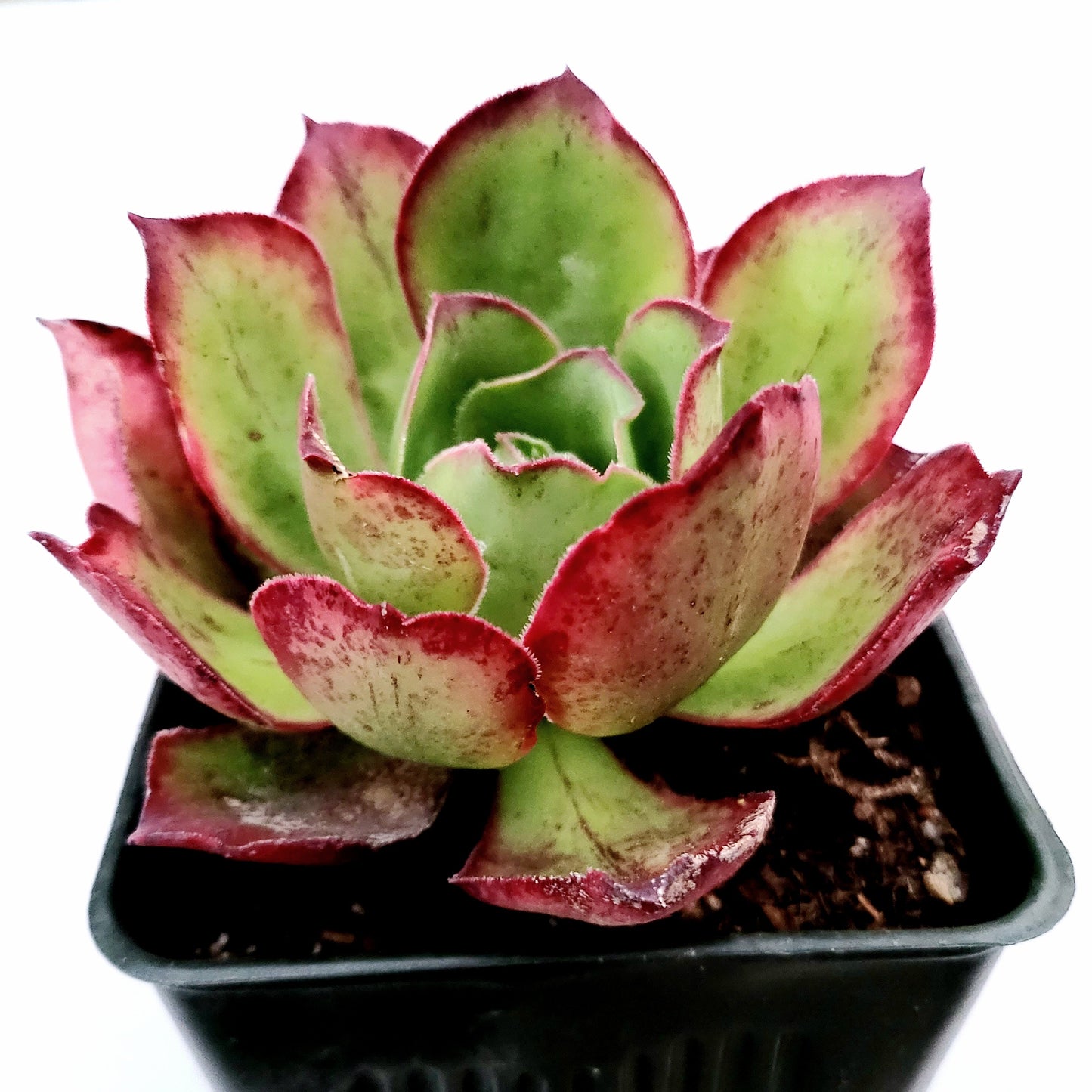 Aeonium Akafuji 'Red Fuji'