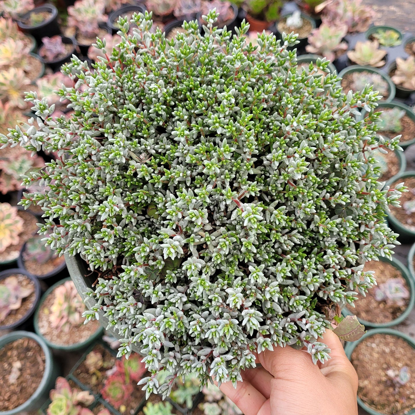 Crassula biplanata