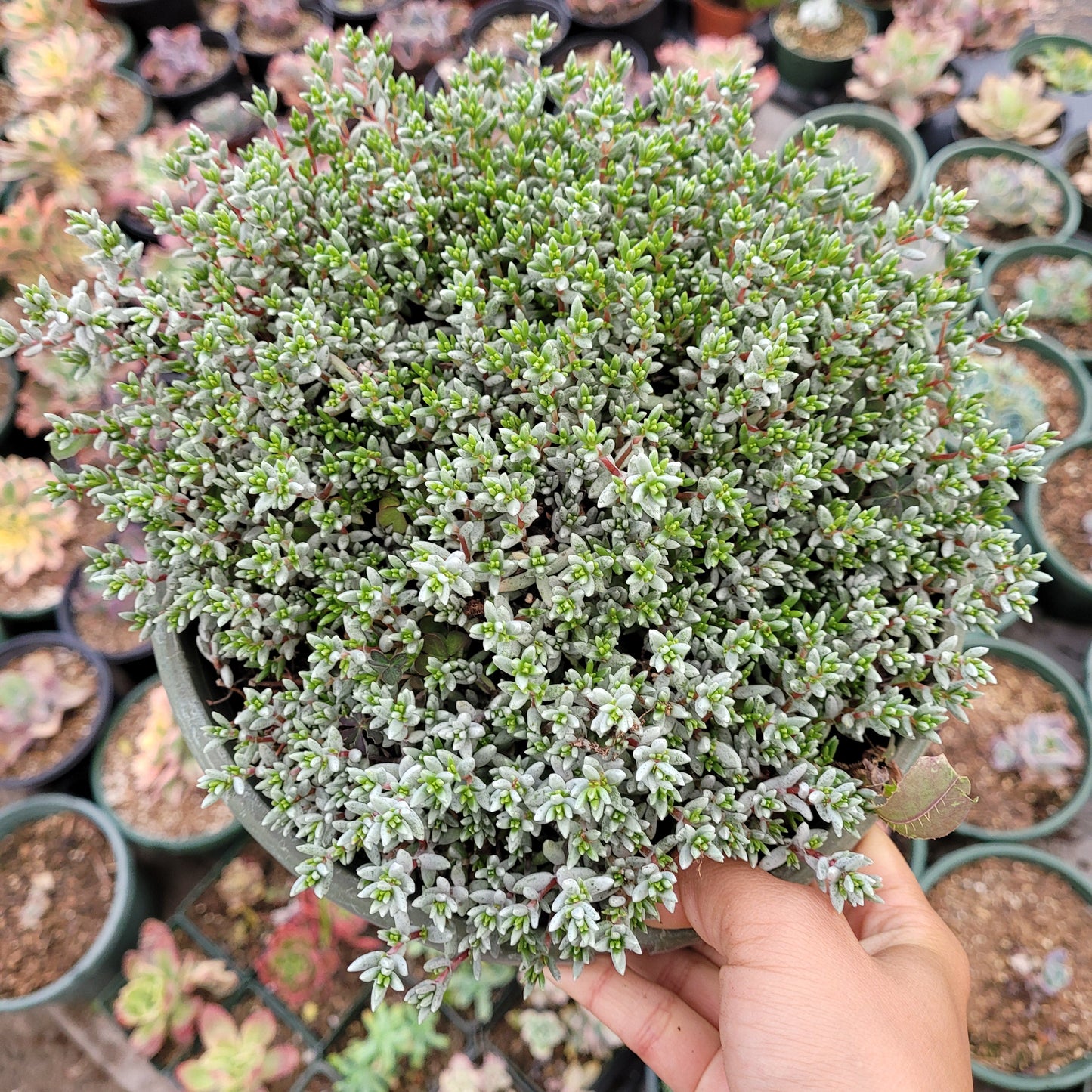 Crassula biplanata