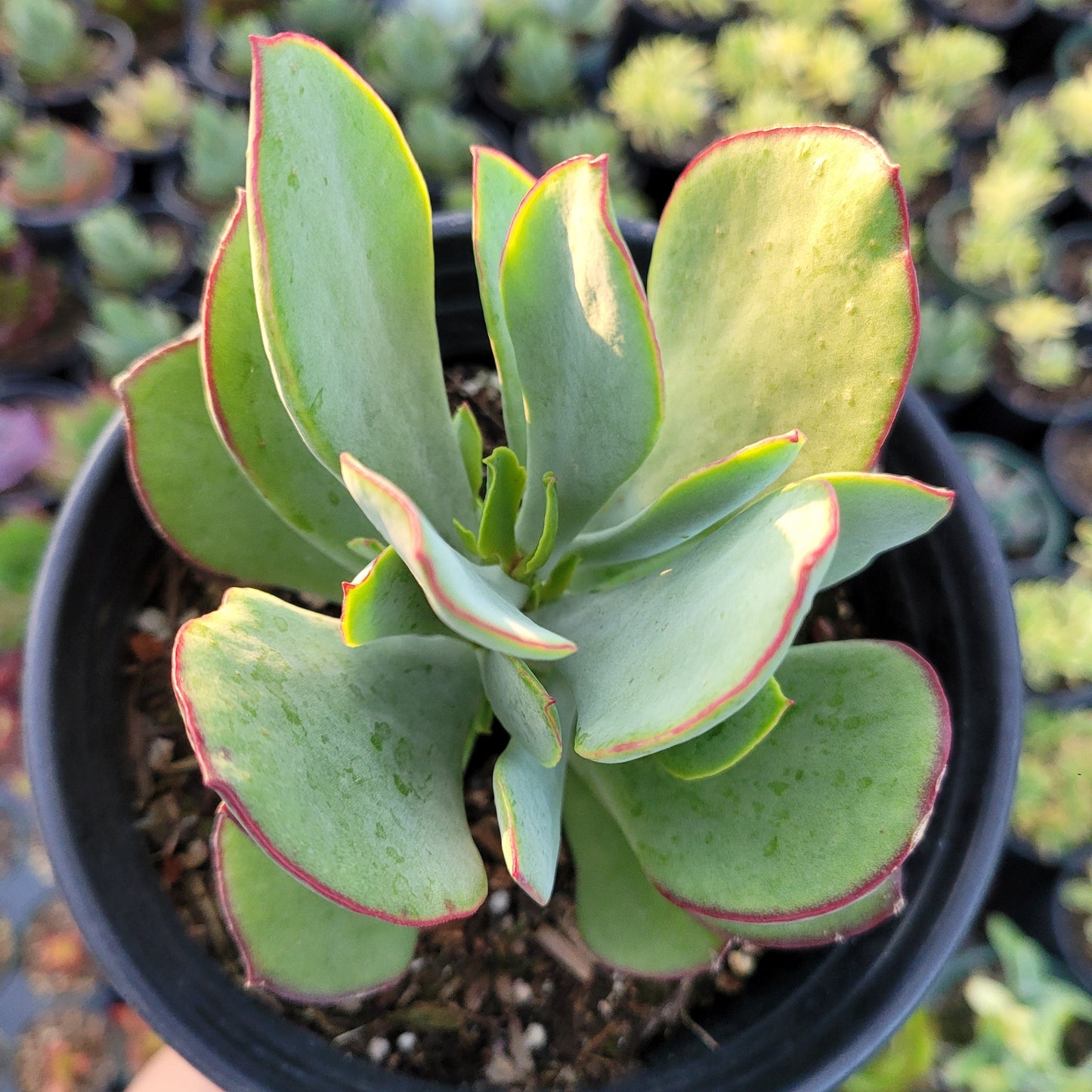 Cotyledon 'Mint Truffles'