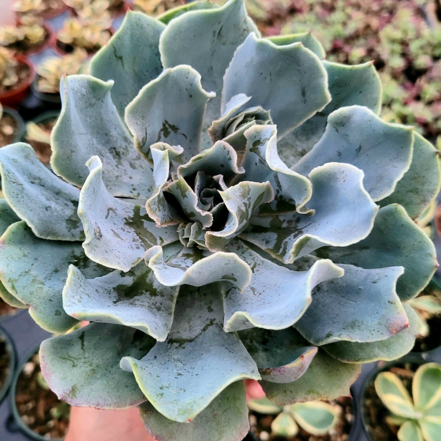 Echeveria 'Blue Frills'