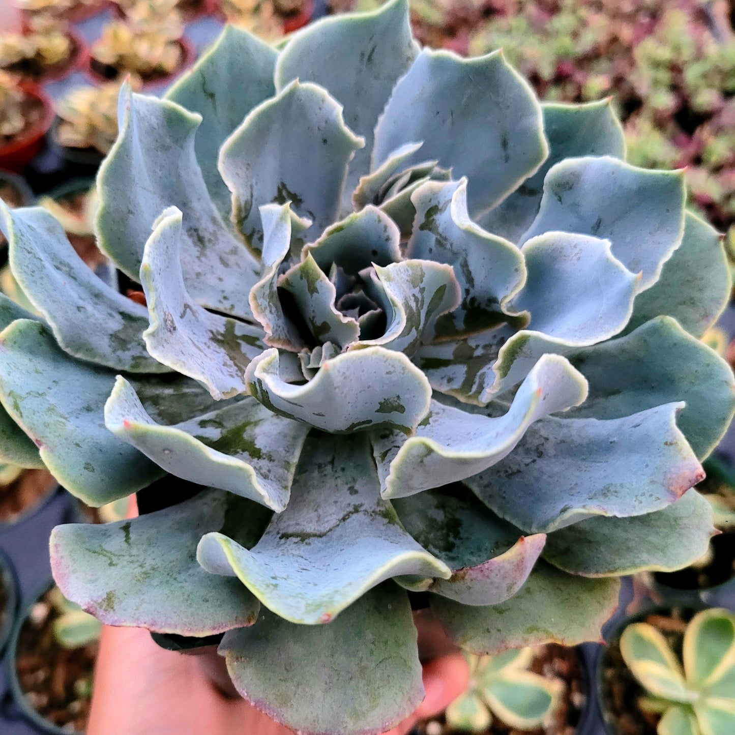 Echeveria 'Blue Frills'
