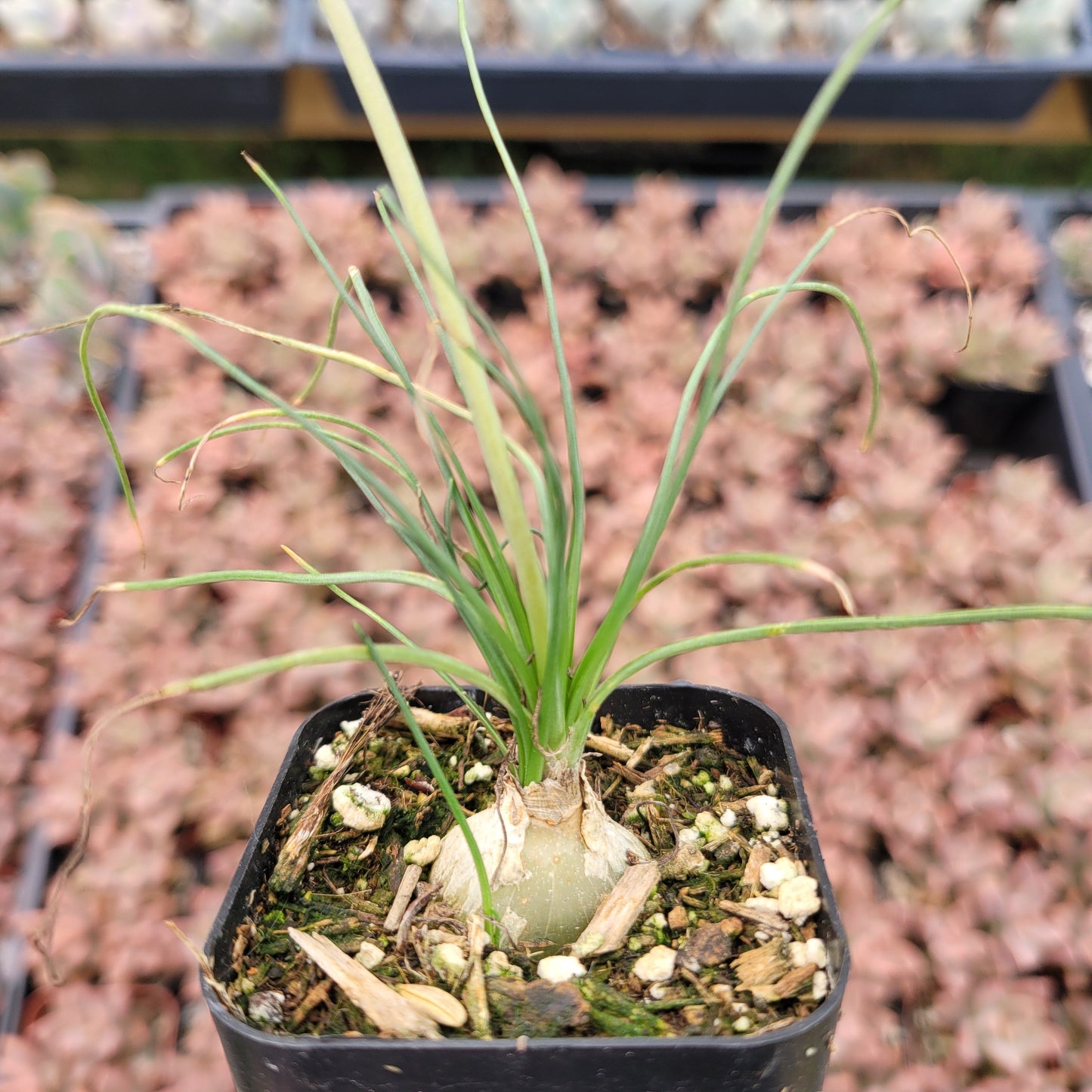 Albuca polyphylla 'Augrabies Hills'