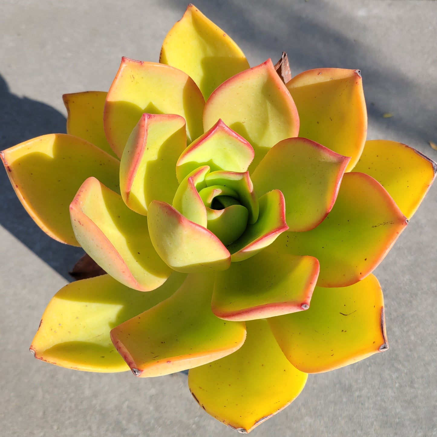 Aeonium nobile