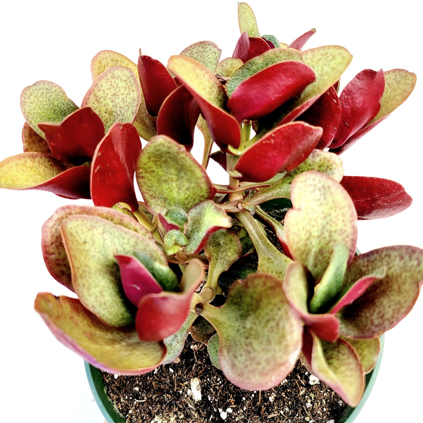Crassula streyi 'Pondo Cliff'