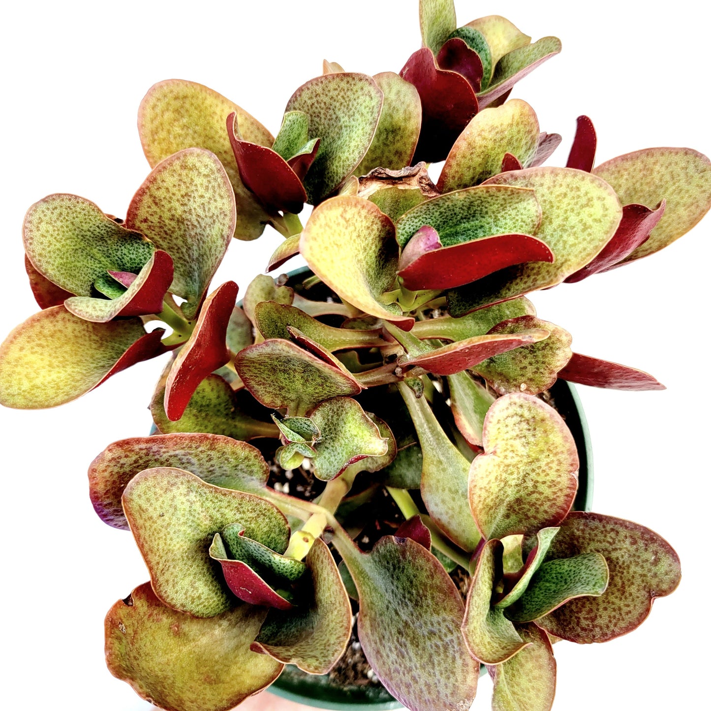 Crassula streyi 'Pondo Cliff'