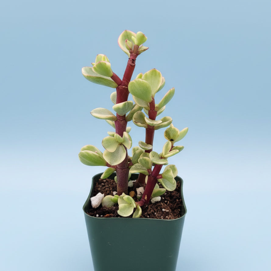 Portulacaria afra 'Elephant Bush'