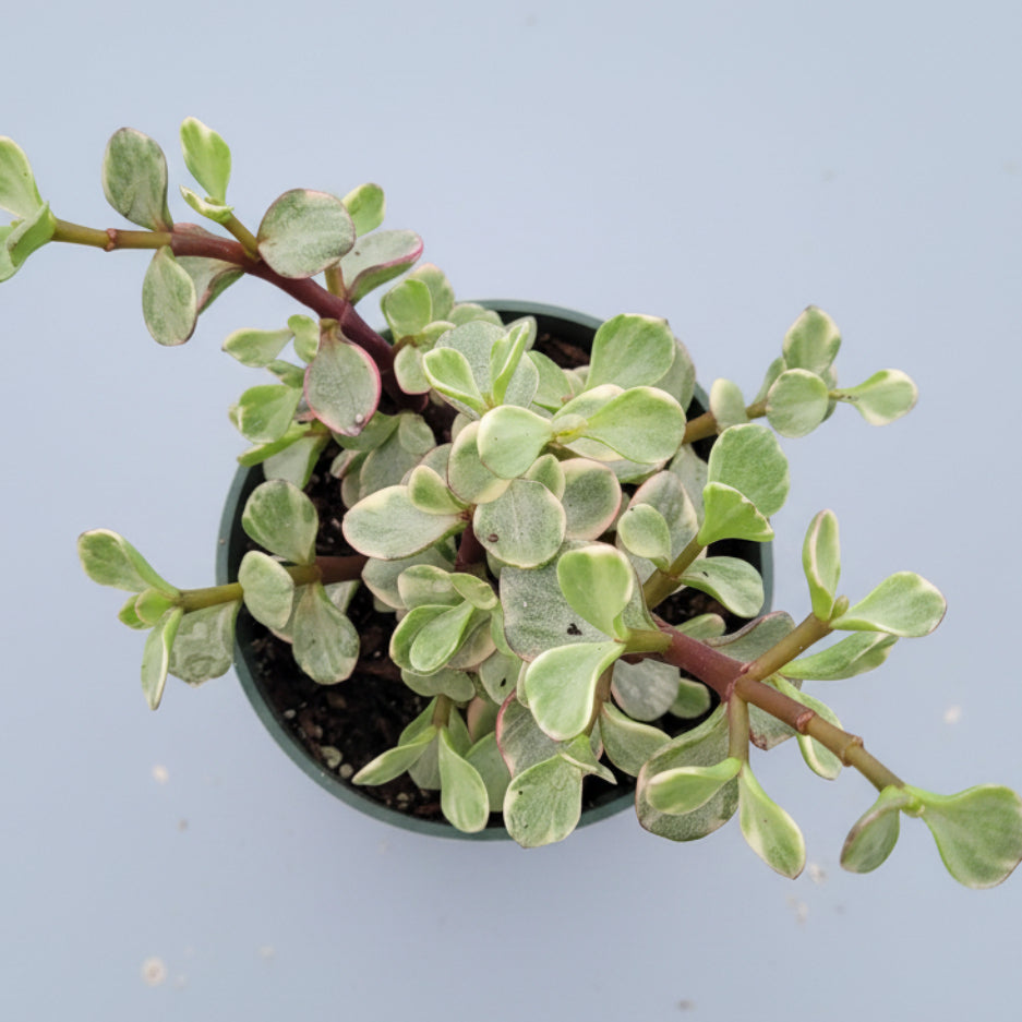 Portulacaria afra 'Elephant Bush'